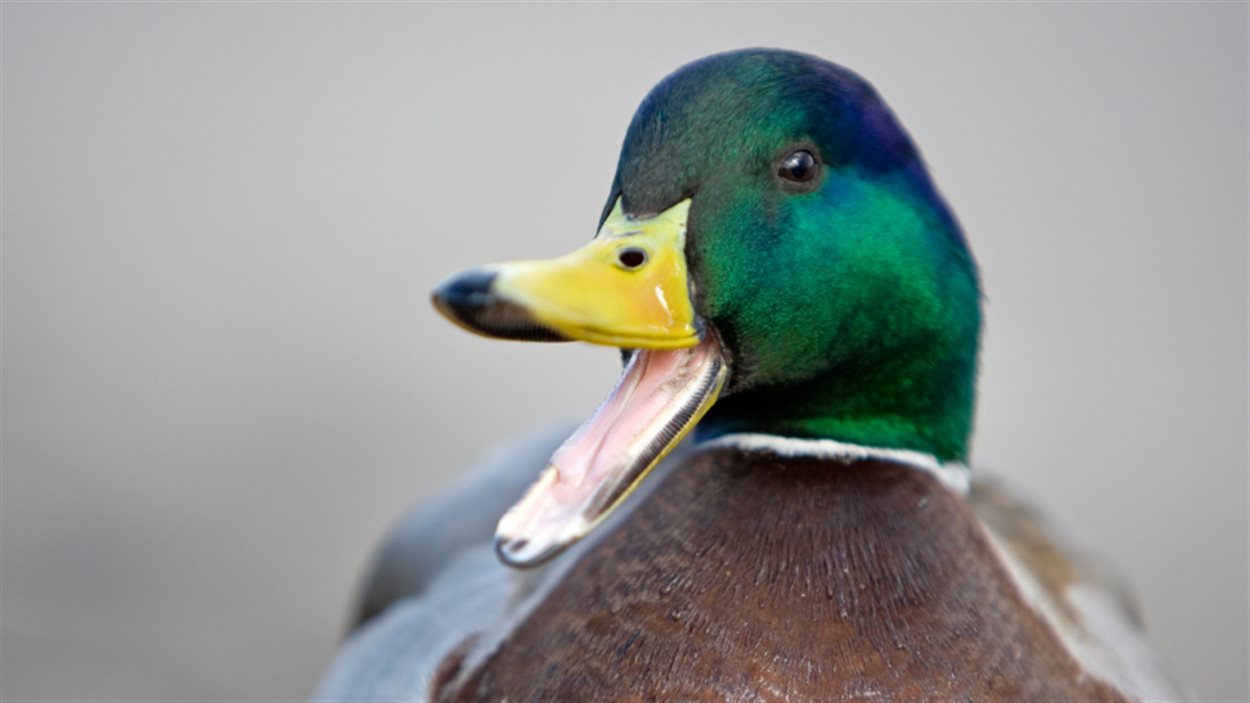 Le Canard Livre Ses Secrets Genetiques Radio Canada Ca Le Canard Livre Ses Secrets Genetiques Radio Canada Ca