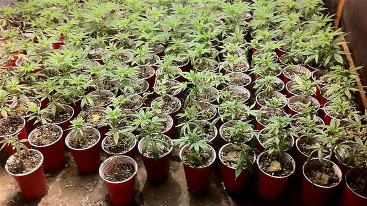 Une culture de cannabis en intérieur