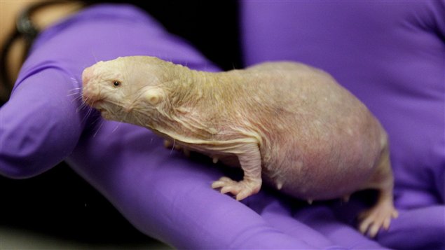 Le Secret De Longevite Du Rat Taupe Nu Radio Canada Ca Le Secret De Longevite Du Rat Taupe Nu Radio Canada Ca