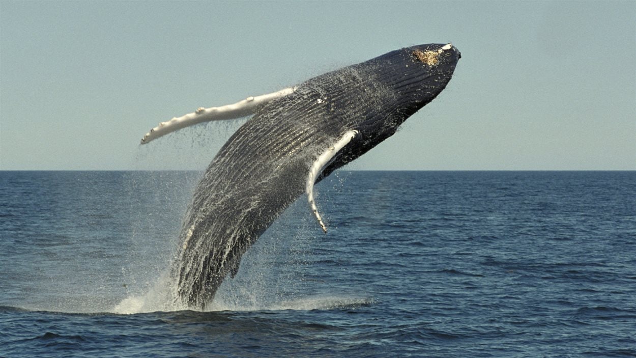 Rorqual commun