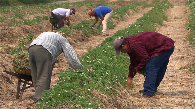 Travailleurs agricoles mexicains sur la Côte-Nord