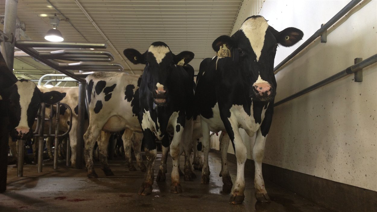 La technologie au service de la Ferme Lavoie de SaintIsidore RadioCanada