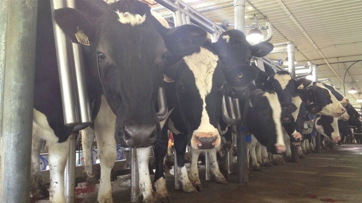 La technologie au service de la Ferme Lavoie de SaintIsidore RadioCanada
