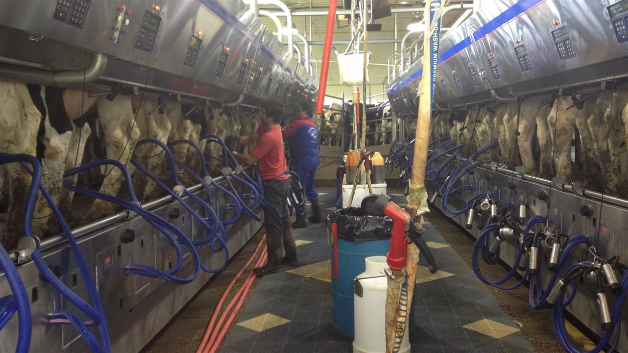 La technologie au service de la Ferme Lavoie de SaintIsidore RadioCanada