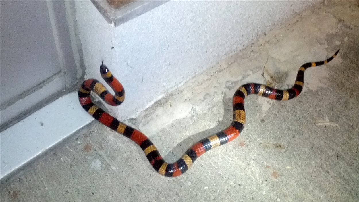 serpent