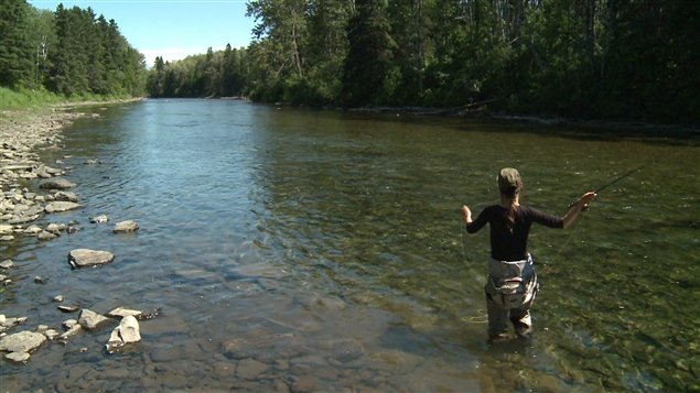 Rivières à saumons un bon début de saison RadioCanada