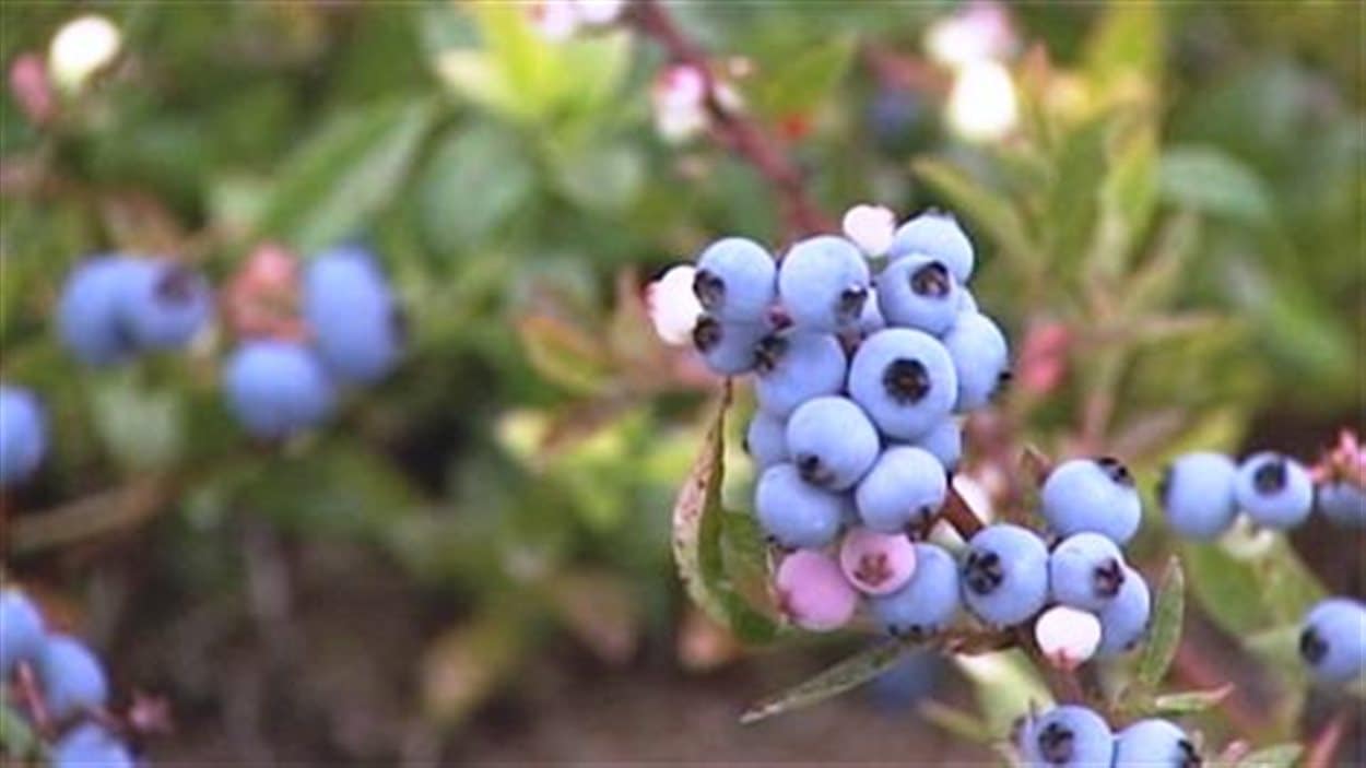Bleuets sauvages