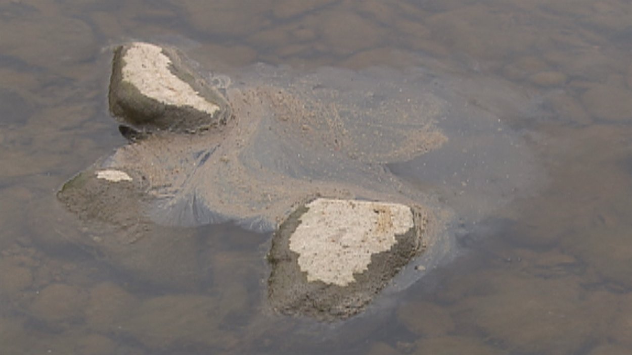 Des traces d'hydrocarbures sont toujours présentes, vendredi, dans la rivière Chaudière.