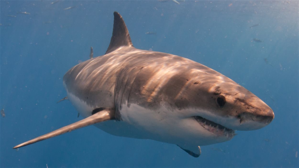Les Requins Blancs Plus Nombreux Plus Tot Sur La Cote Est Radio Canada Ca