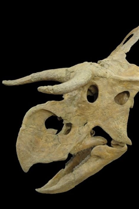 Triceratops 0.8 Dent Formation de Lance Comté de -  Canada