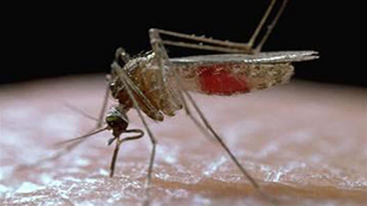 Le premier moustique adulte Culex tarsalis porteur du virus du Nil potentiellement mortel a été identifié au Manitoba.