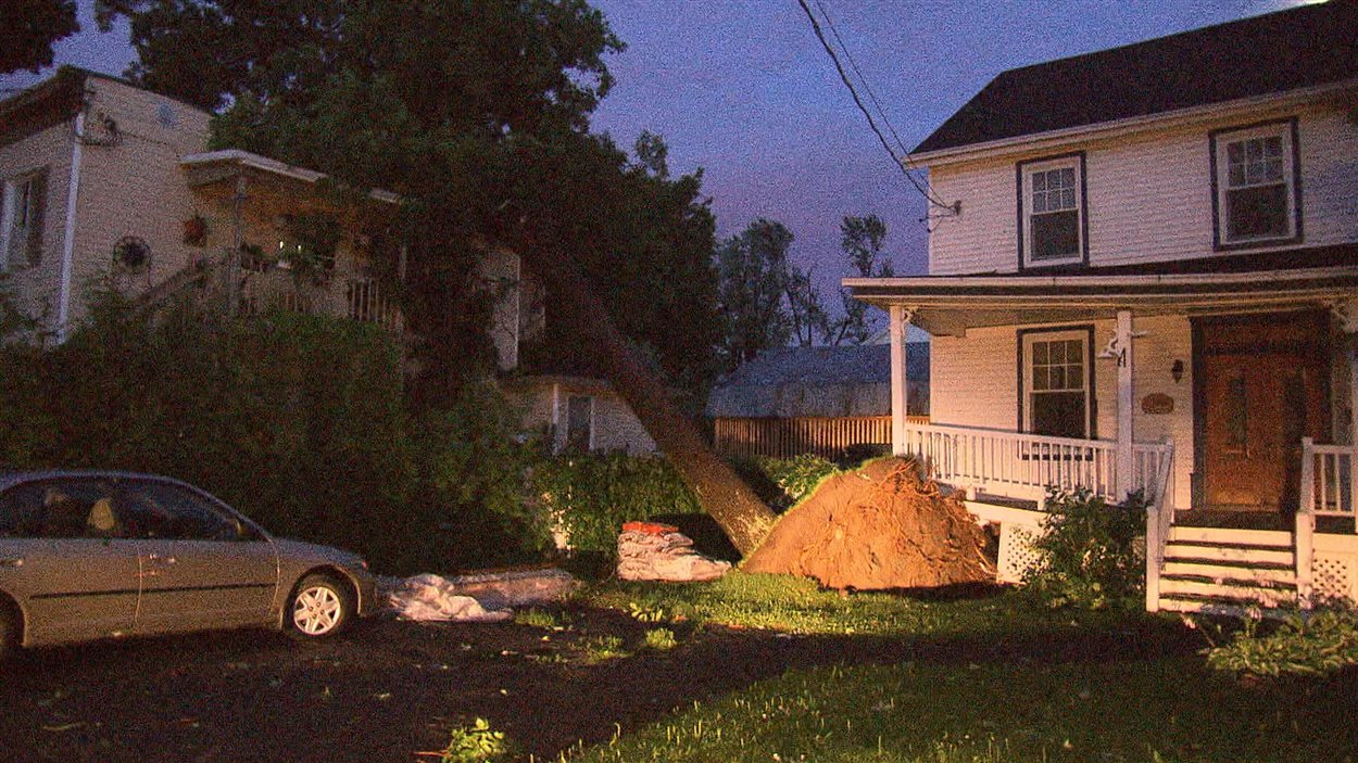 Cet arbre a été déraciné par les orages, à Laval.