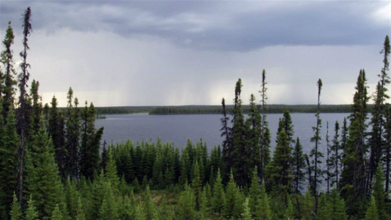 La forêt boréale au Canada