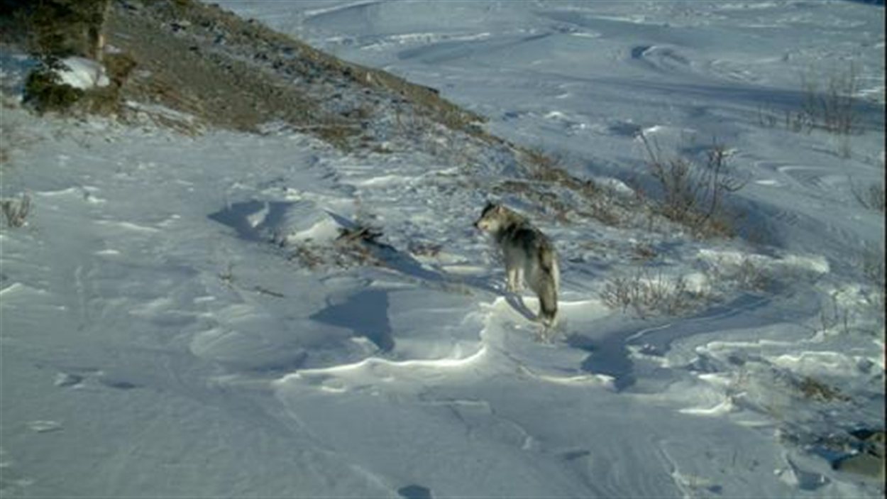 Un loup gris marche dans la neige