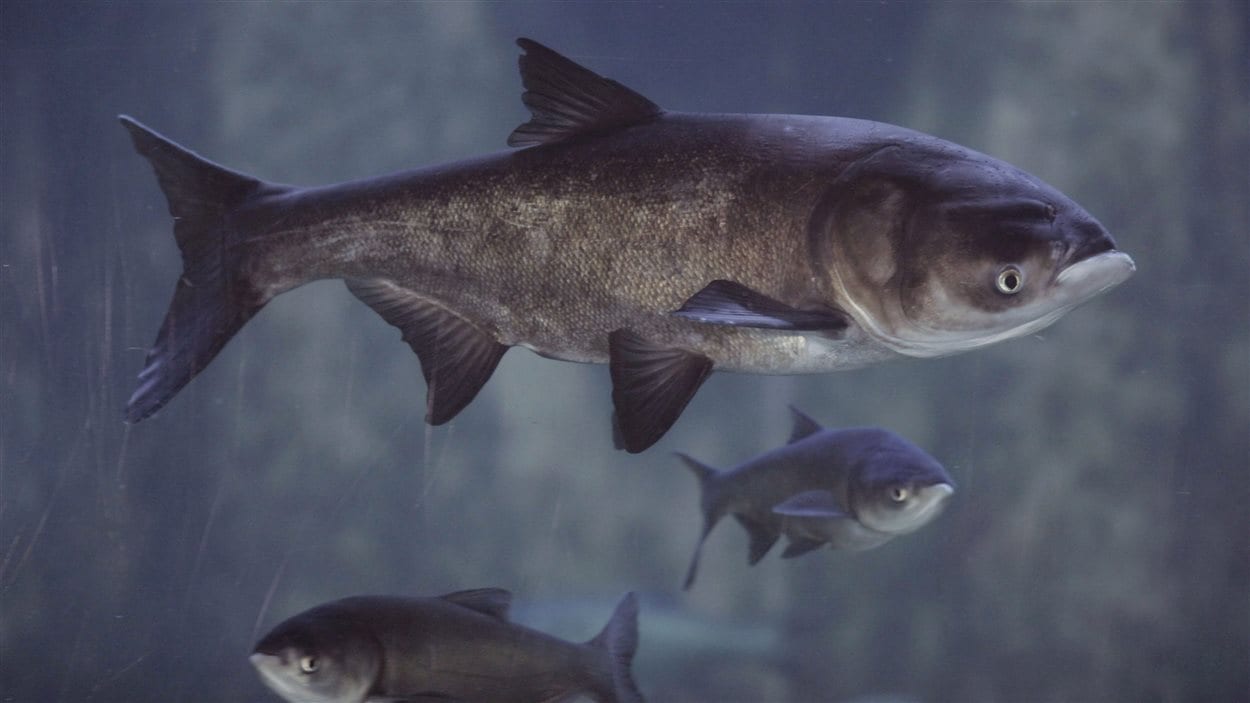 La découverte de deux carpes asiatiques en Ontario inquiète les