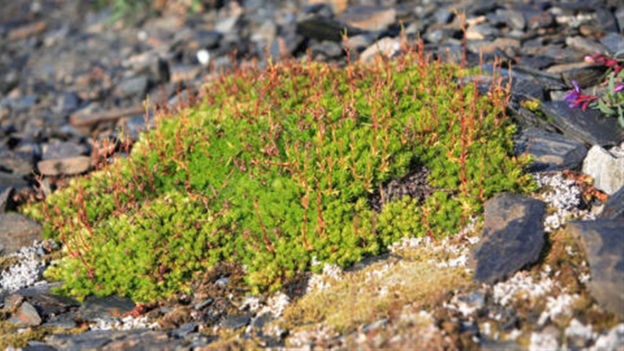 Du lichen