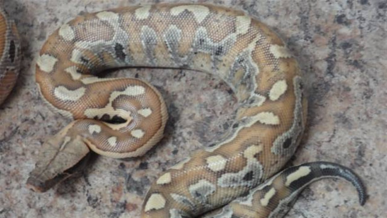 Un Python A Tue Deux Enfants Au Nouveau Brunswick Croit La Grc Radio Canada Ca