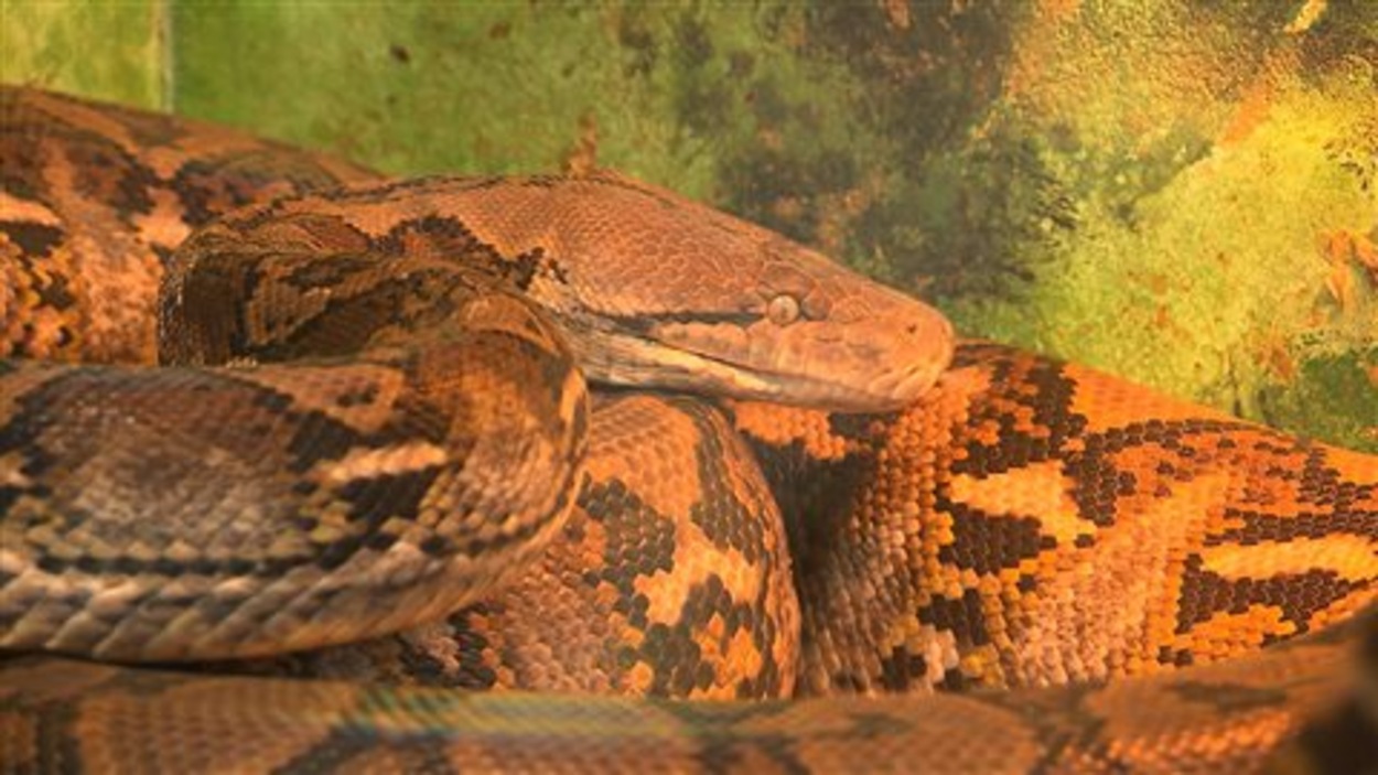 Le python, un animal domestique? | Radio-Canada
