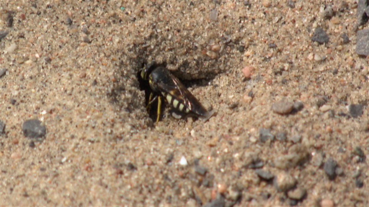 Les guêpes de sable sont de retour dans les aires de jeux de la région  dOttawa-Gatineau | Radio-Canada