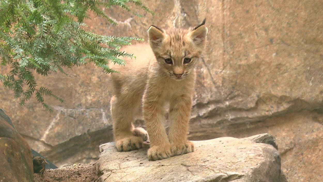 Des Chatons Lynx Entrent Au Biodome Radio Canada Ca