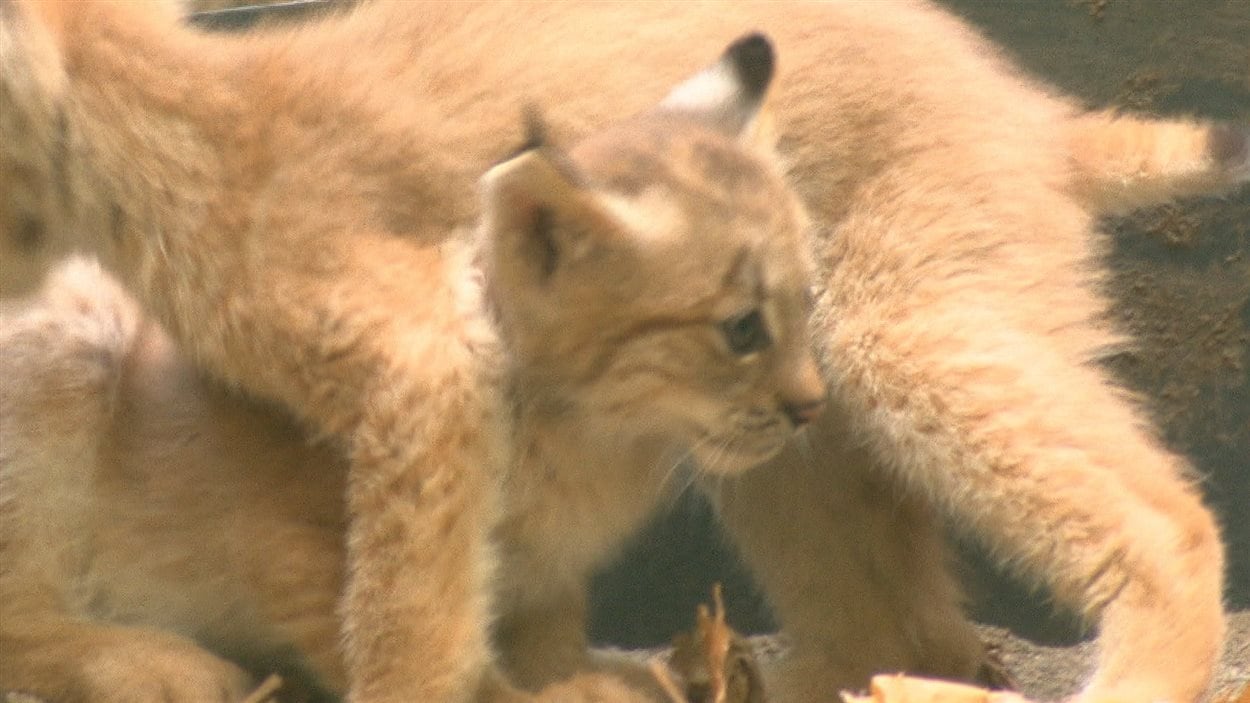 Des chatons lynx entrent au Biodôme RadioCanada