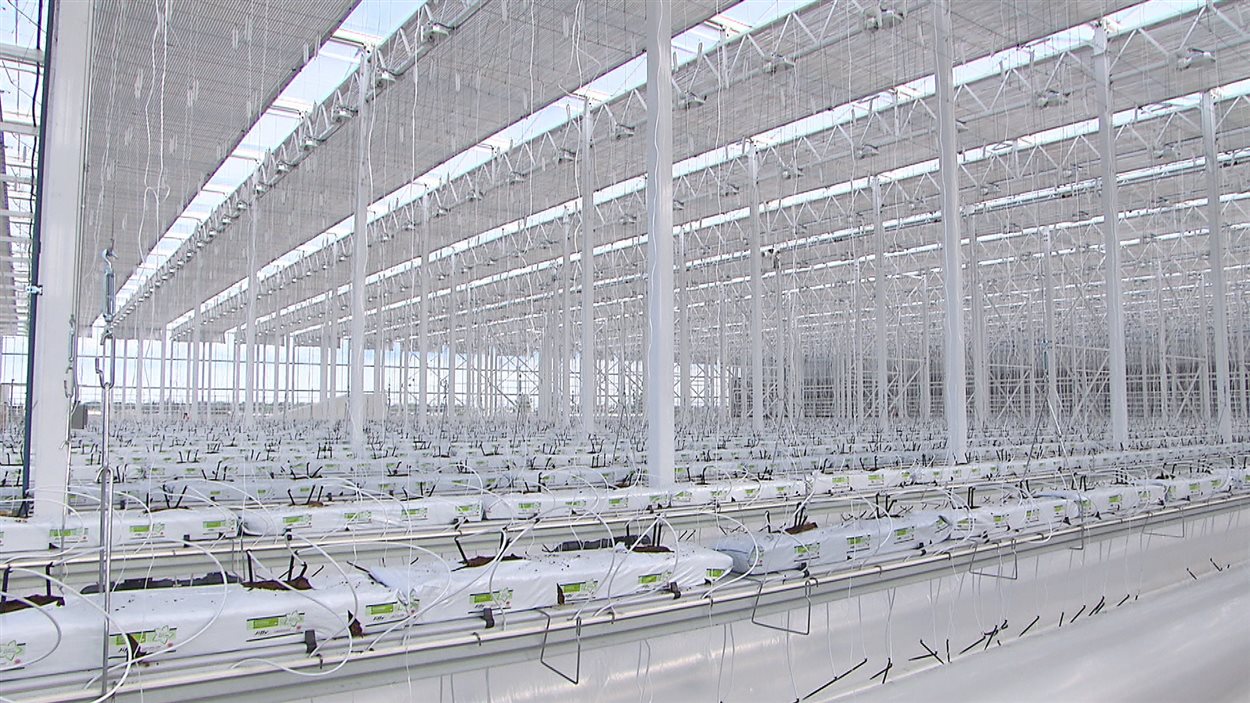 Intérieur de la serre des fermes Lufa