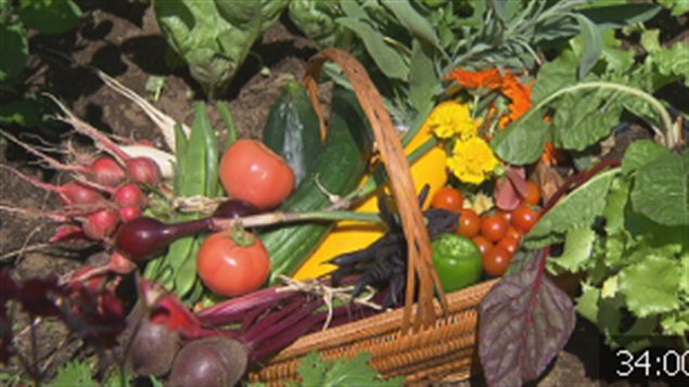 Des jardins collectifs à Trois-Rivières