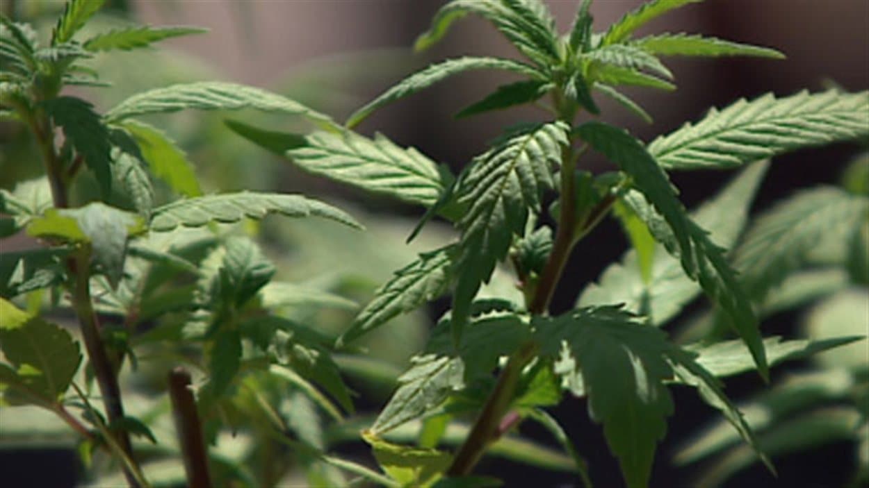 Des plants de marijuana