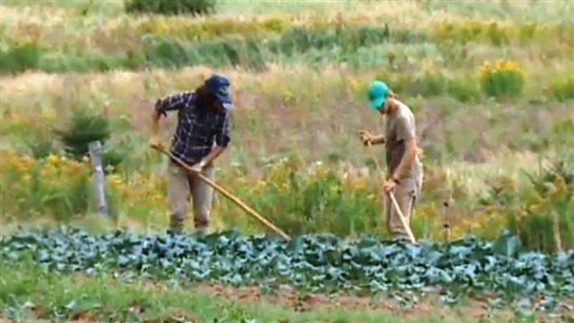 Des agriculteurs au Nouveau-Brunswick