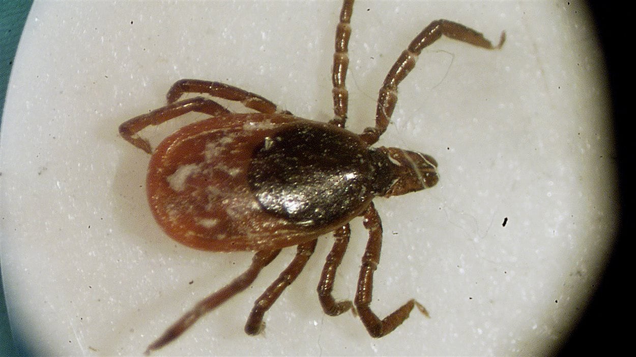 Image d'une tique du cerf prise au microscope dans un laboratoire de l'Université du Rhode Island