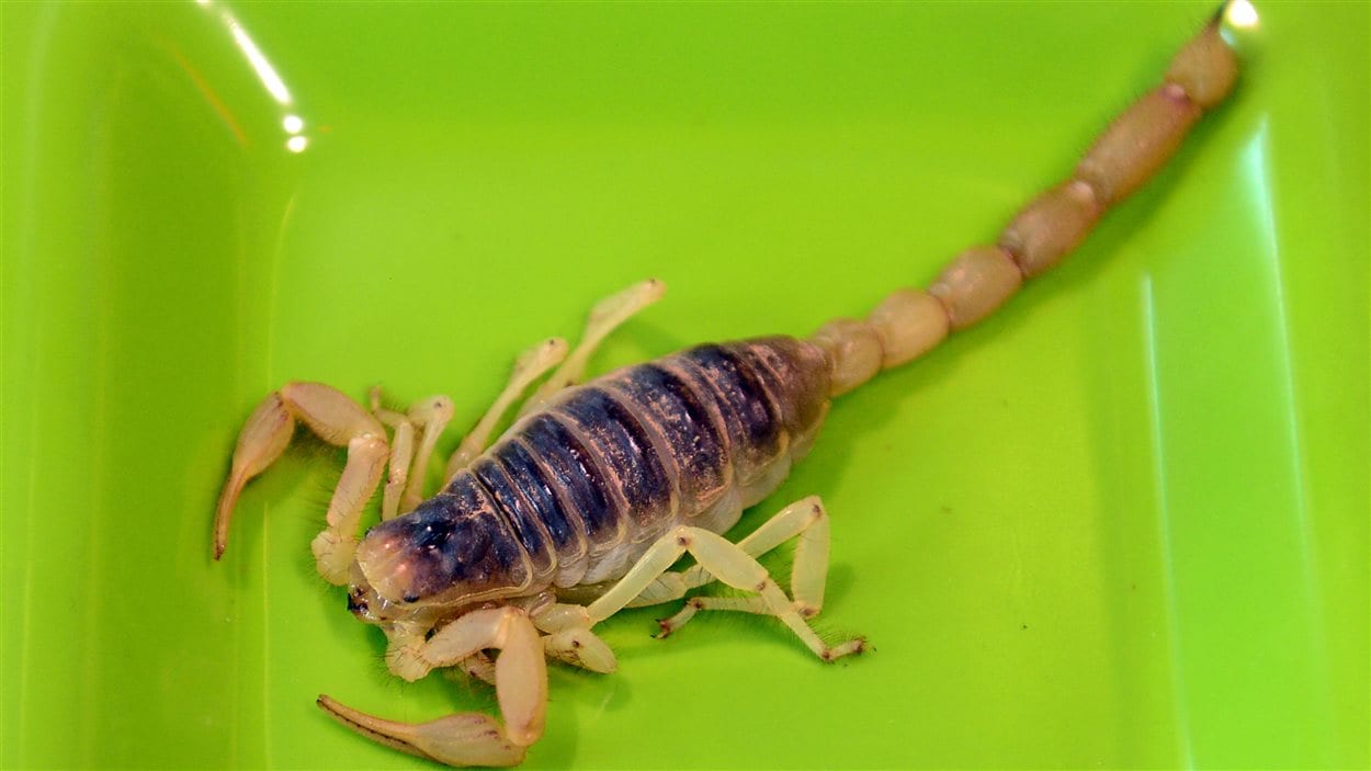 Un scorpion (archives)