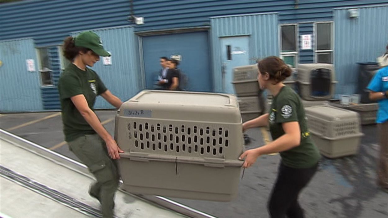 Deux employés de la SPCA transportent une cage pour évacuer des chiens