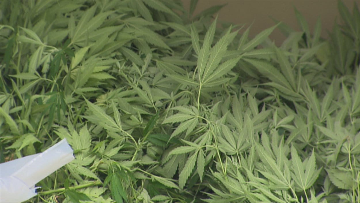 Plants de marijuana