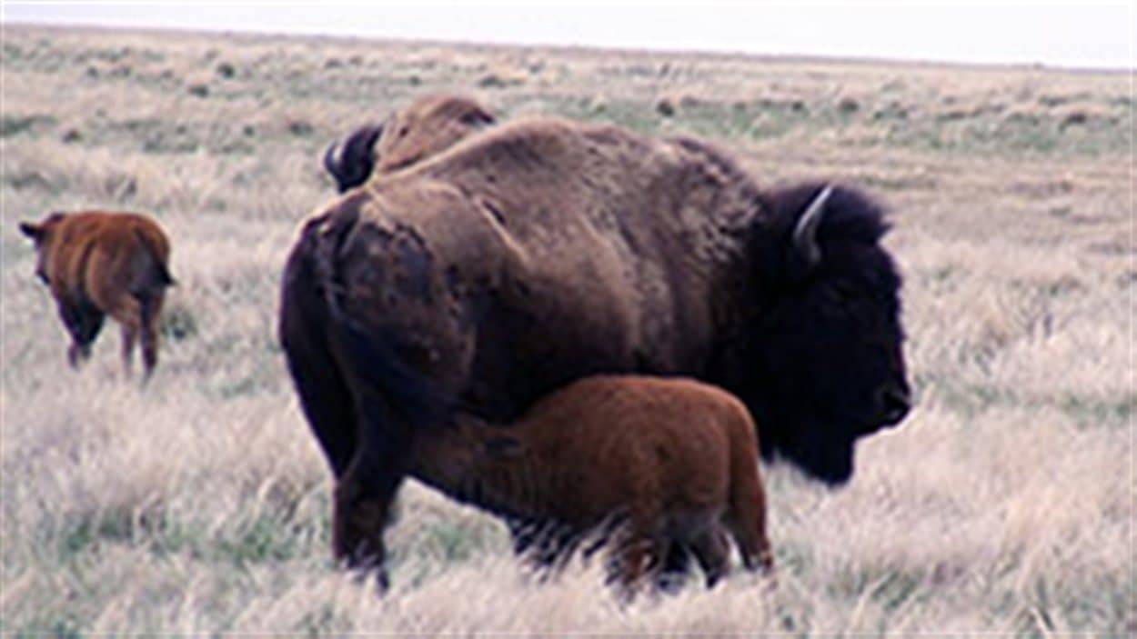 Avis Demandes Sur Un Plan Pour Reintroduire Le Bison Dans Le Parc National Banff Radio Canada Ca
