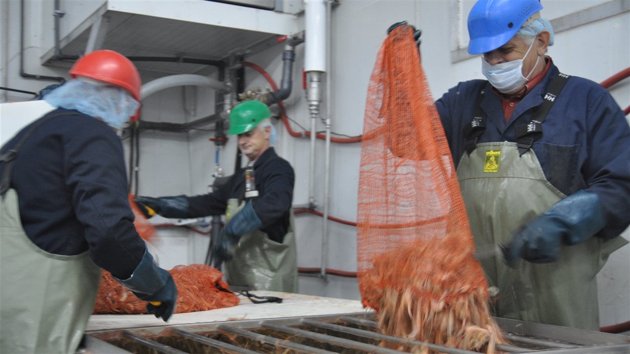 Les crevettes arrivent à l'usine des Pêcheries Marinard