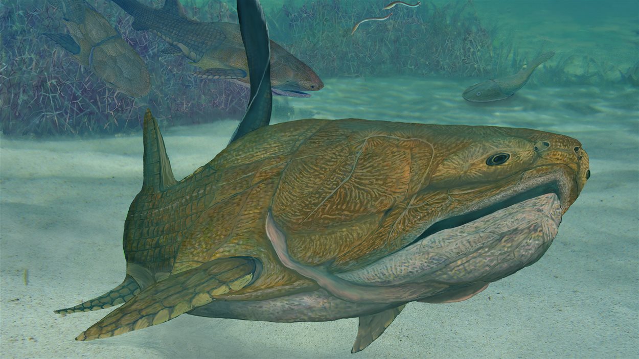 Entelognathus primordialis