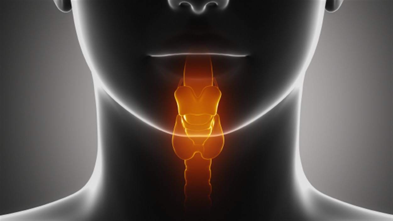 Représentation d'un larynx