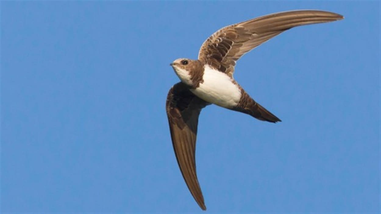 L Oiseau Qui Vole 0 Jours Sans Arret Radio Canada Ca