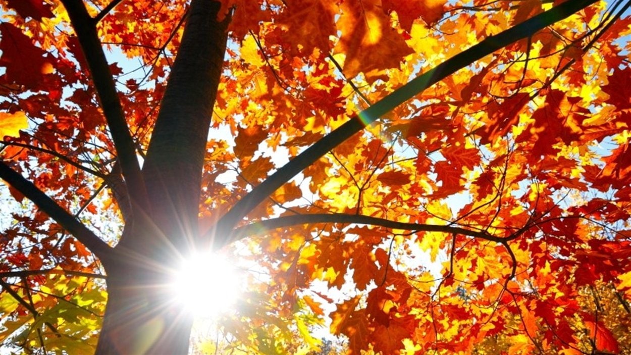 Automne