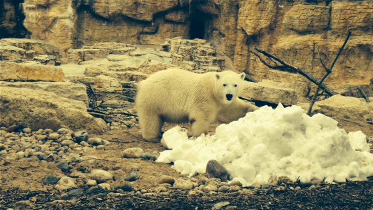 L'ours polaire du zoo du parc Assiniboine fête ses deux ans.