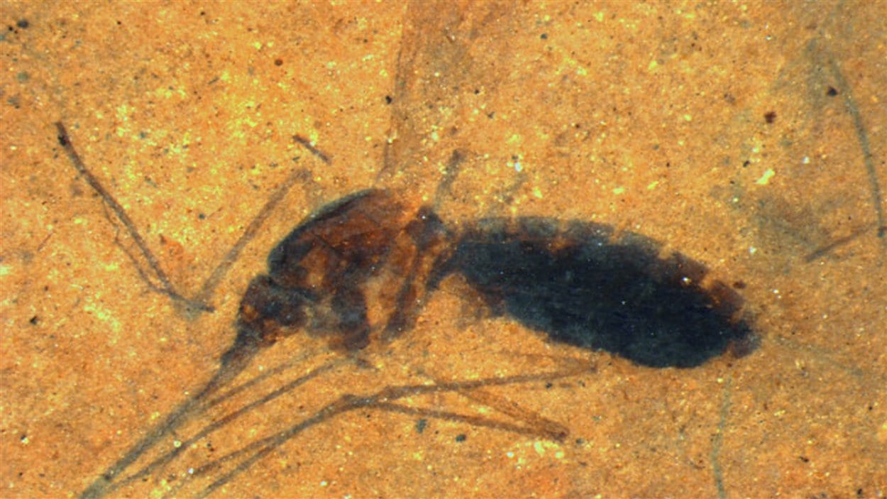 Image du moustique fossilisé avec du sang dans son abdomen.