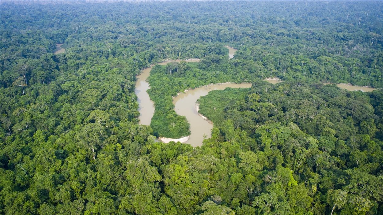 La forêt amazonienne compte 390 milliards d'arbres de 16 000 espèces | Radio-Canada.ca