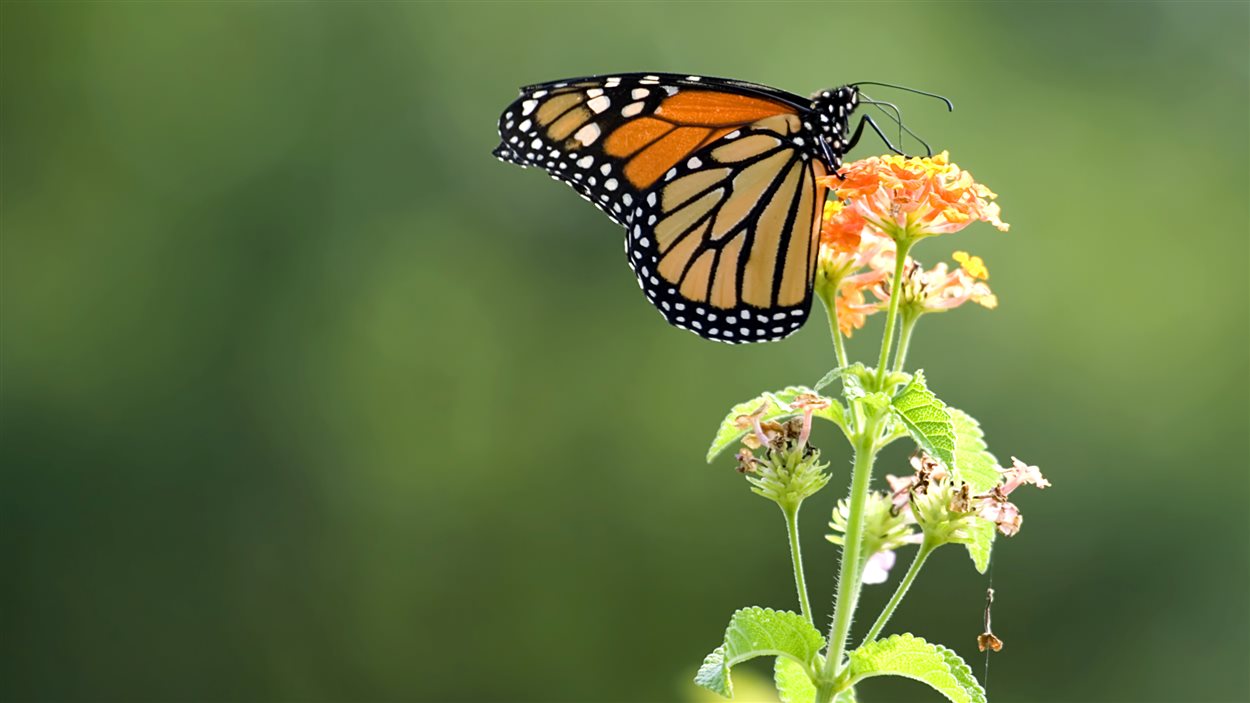 Papillon monarque