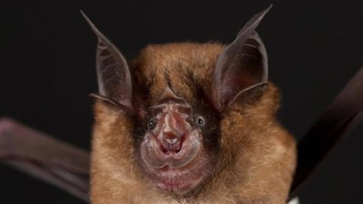 De Nouveaux Coronavirus Detectes Chez La Chauve Souris Radio Canada Ca