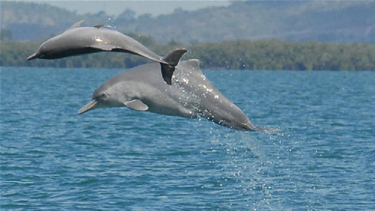 Les dauphins à bosse sont ainsi nommés, car ils possèdent une bosse distinctive juste en dessous de leur nageoire dorsale, dont la forme allongée est également caractéristique.