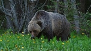 Alberta study shows global warming may give slight benefit to Grizzly ...