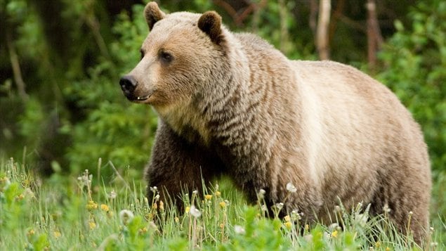 Alberta study shows global warming may give slight benefit to Grizzly ...