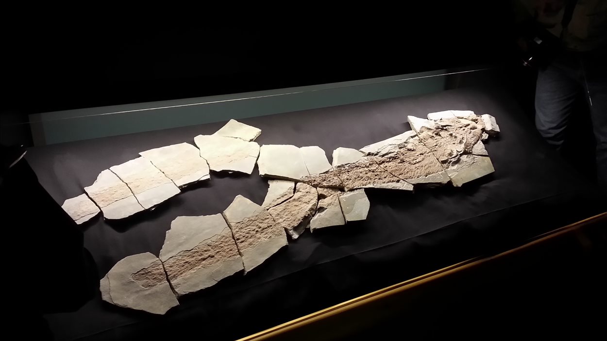 Miguasha présente Elpistostege Watsoni RadioCanada