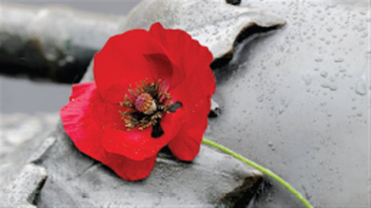 Un coquelicot