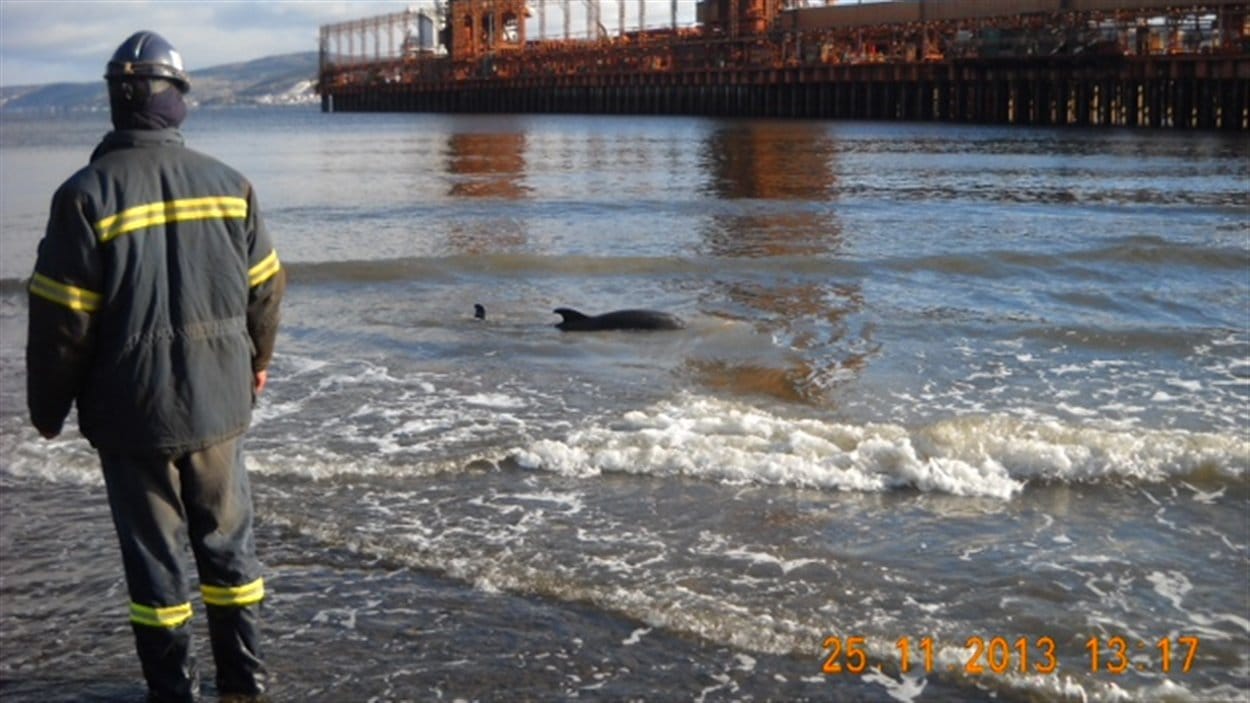 Le dauphin a été trouvé par des employés de Rio Tinto Alcan